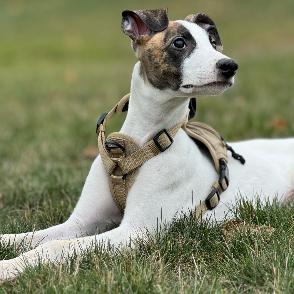 KONG Tan Dog Harness One Small and One Medium